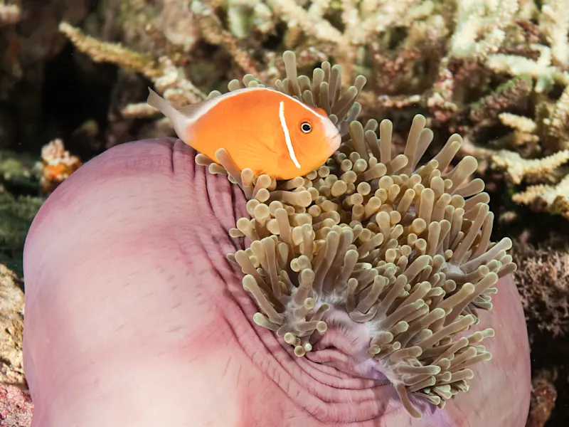 Vanua Levu, Fidschi Clownfisch schwimmt zwischen den Tentakeln einer Seeanemone. Vanua Levu, Fidschi