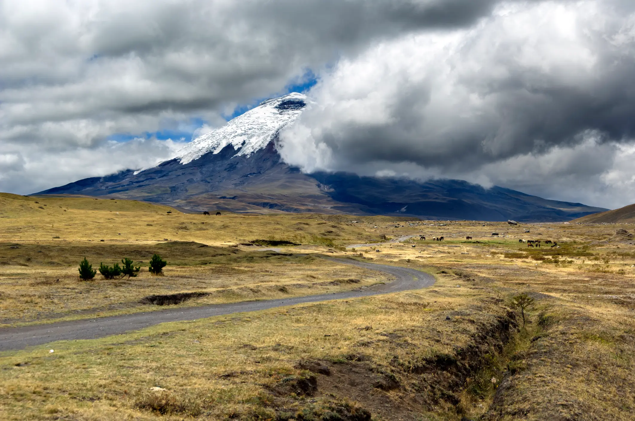 Avenue of the Volcanoes, Cotopaxi national park, Ecuador Straße im "Parque Nacional Cotopaxi" mit dem Vulkan im Hintergrund.