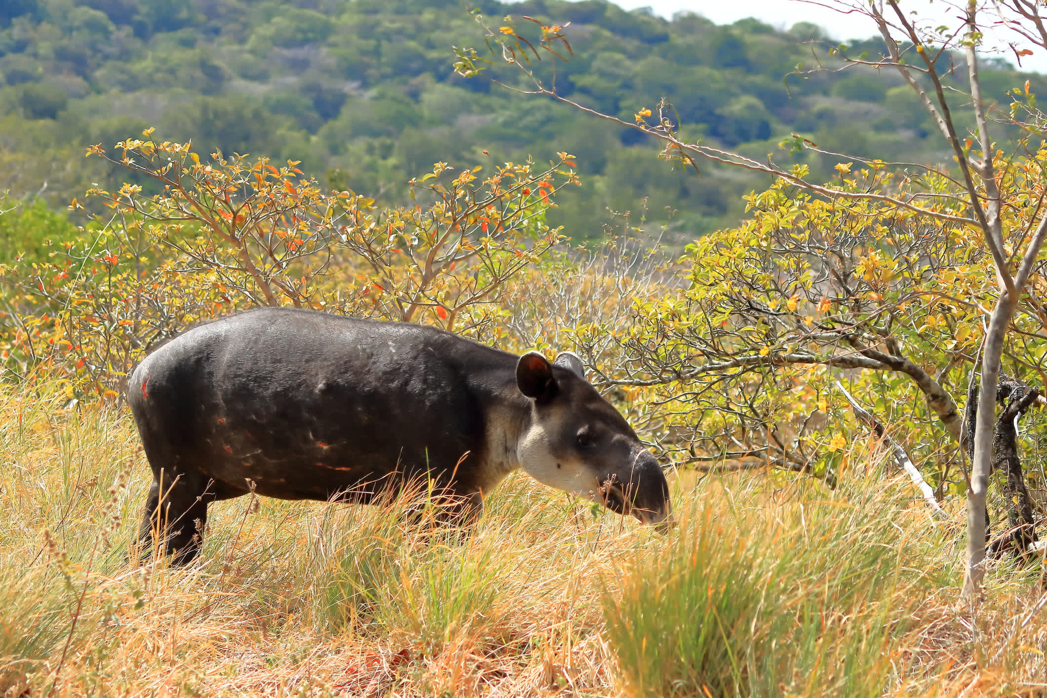 Ein Baird-Tapir im Nationalpark Rincón de la Vieja in Costa Rica.