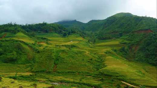 Saftig-grüne Reisterrassen im Muong Hoa Tal