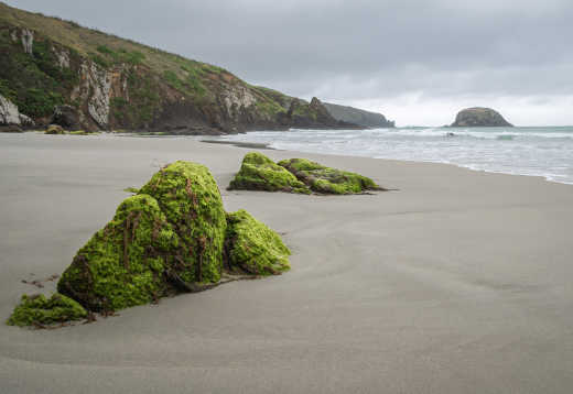 Blick auf Allans Beach, Dunedin, Otago Peninsula, Neuseeland