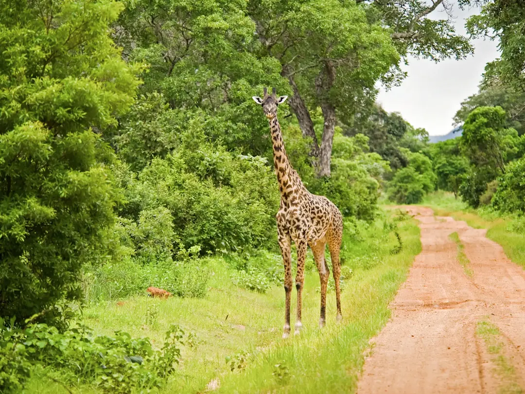 Giraffe auf Sandweg, üppige Vegetation, bewölkter Tag, Landschaft, Südafrika.