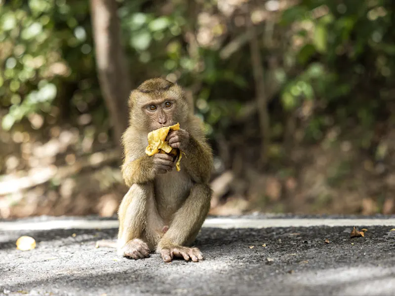Phuket, Thailand Ein Makake sitzt auf der Straße und isst eine Banane im tropischen Wald. Phuket, Thailand.