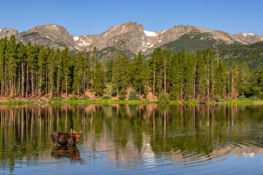 Elan se baignant dans Sprague Lake au Parc national des Rocheuses du Colorado