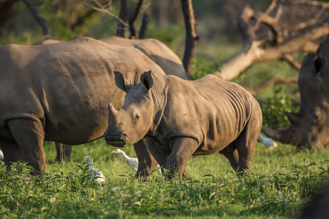 Junge Rhino im Solio Game Reserve