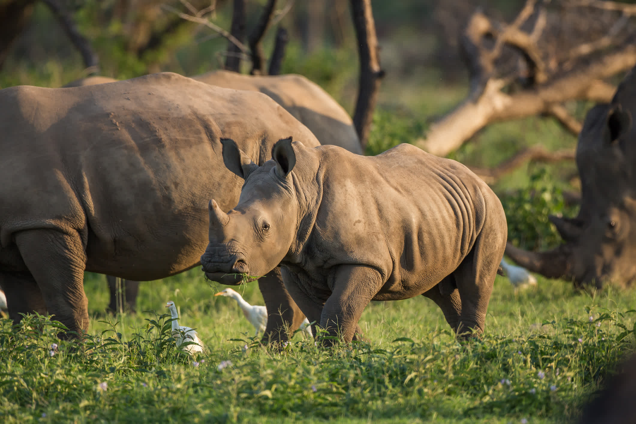 Junge Rhino im Solio Game Reserve