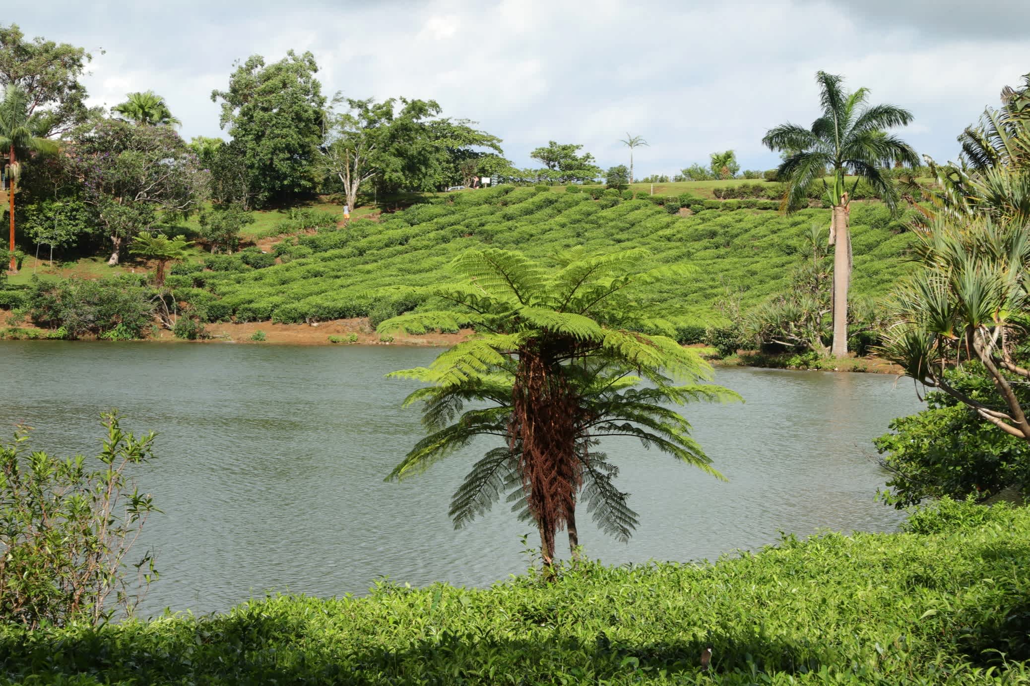 Lac et plantation de thé