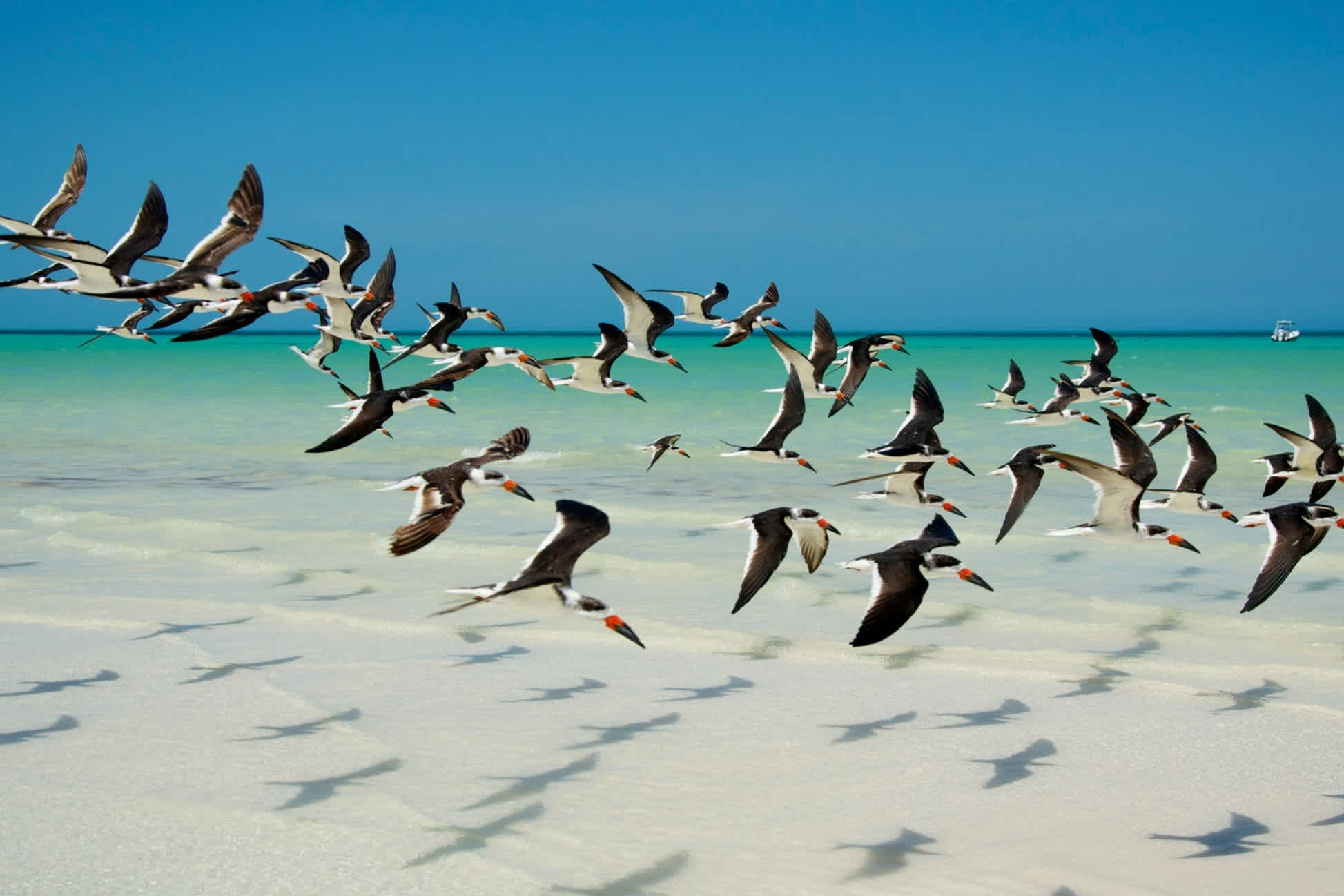 Oiseaux survolant une plage