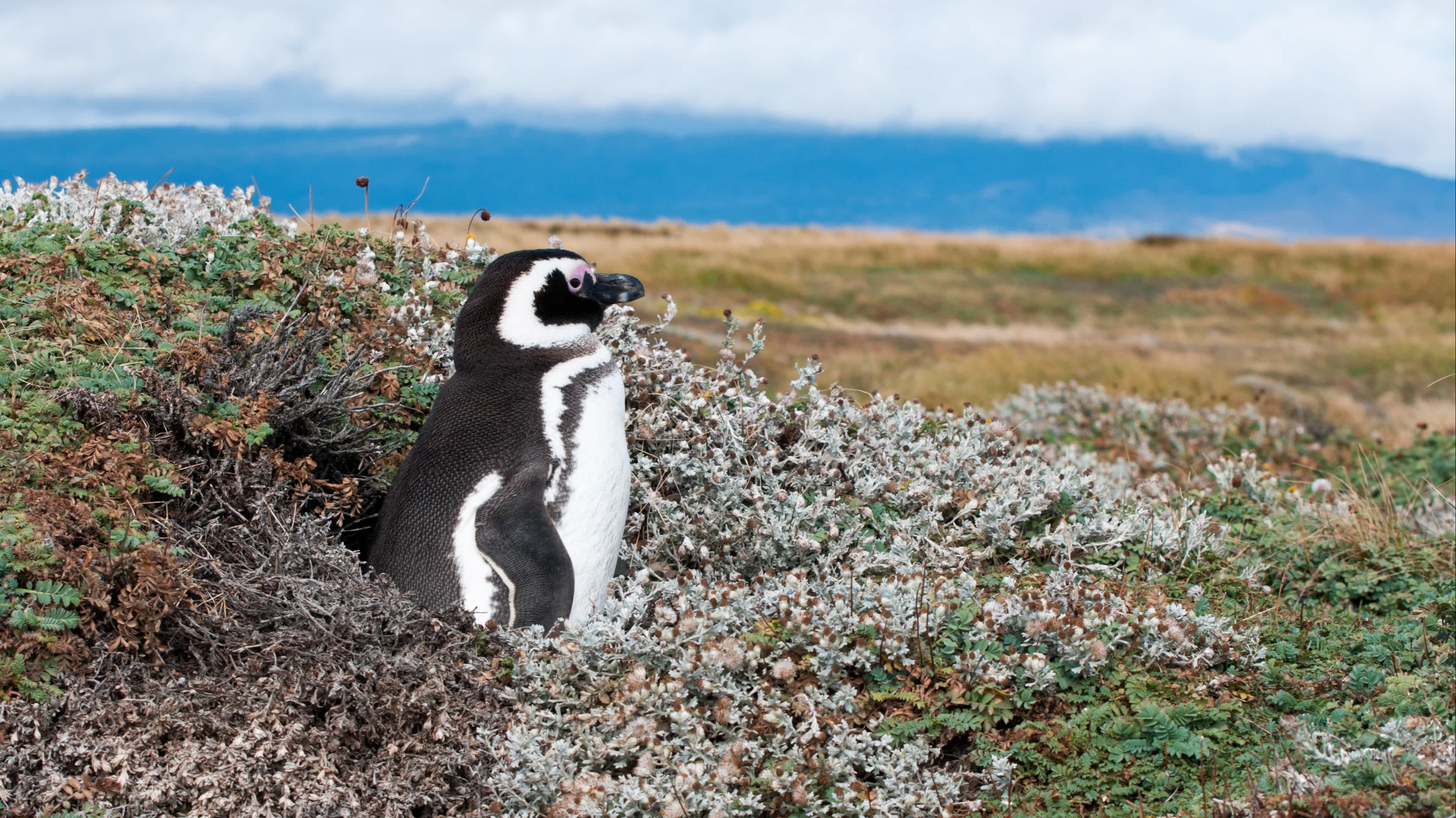 Un pingouin sur son nid, Patagonie, Chili.

