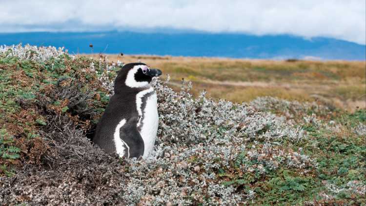 Ein Pinguin auf seinem Nest, Patagonien, Chile.

