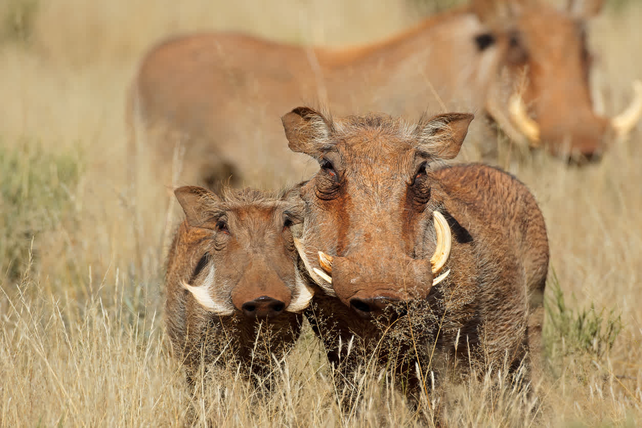 Warzenschweine in freier Wildbahn im Aberdares Nationalpark in Kenia