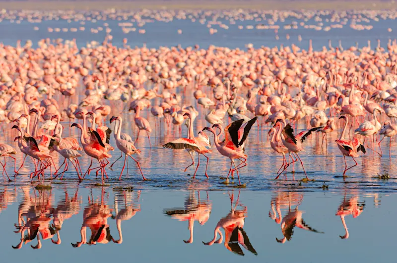 Flamingos Rosen See Nakuru