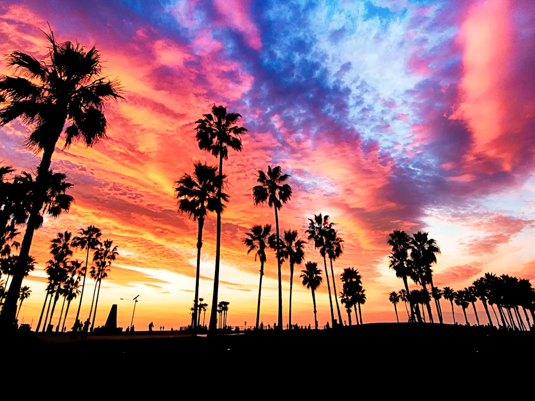 Palmen im Sonnenuntergang am Venice Beach, Los Angeles, Kalifornien, USA.
