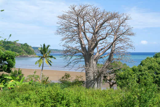 Baobab-Baum an einem Strand in Tansania