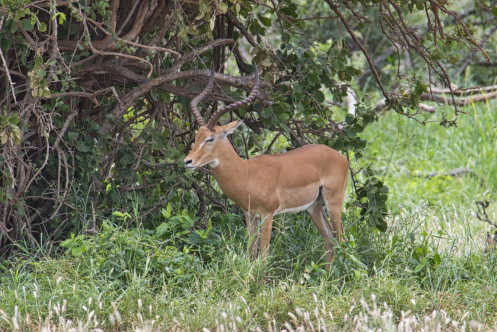 Antilopes dans le parc national de Tsavo Est au Kenya.

