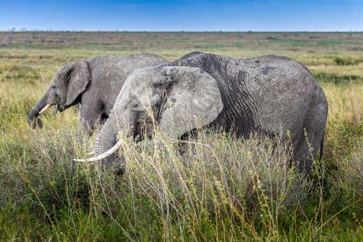 Deux éléphants dans le parc national d'Arusha, en Tanzanie.