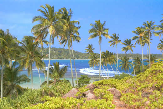 Sandstrand mit Palmen in Unawatuna