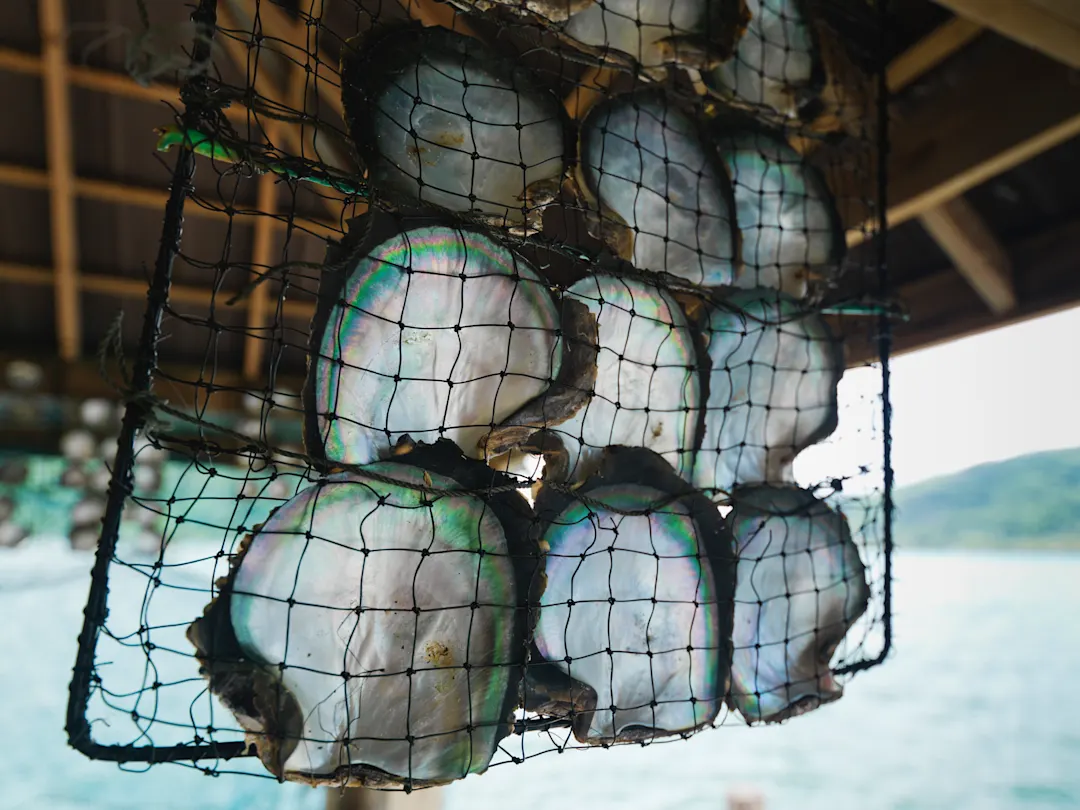 Huahine Perlenfarm, Huahine, Französisch Polynesien Aufnahme einer Perlfarm mit Perlenaustern