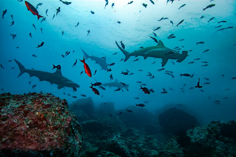 Hammerkopfhaie bei der Cocos Island.