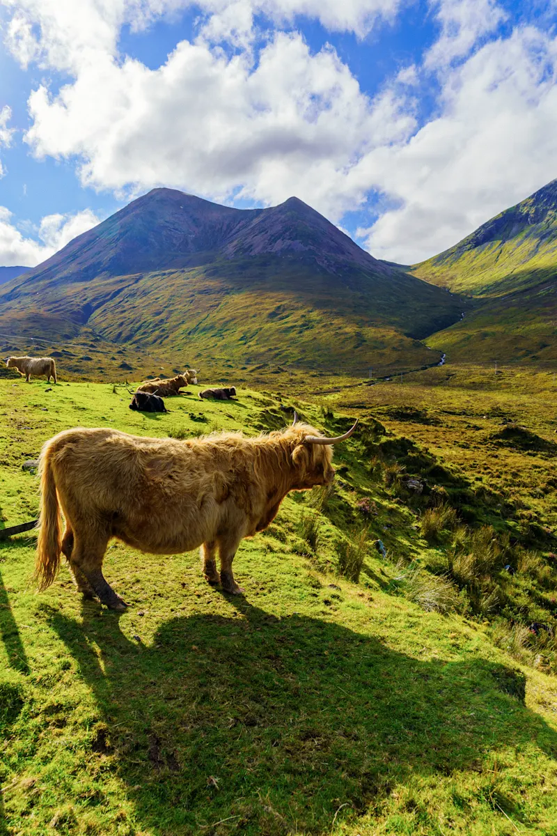 Isle of Skye, Schottland, UK Schottisches Hochlandrind auf einer grünen Wiese mit Bergen im Hintergrund, Isle of Skye, Schottland, UK