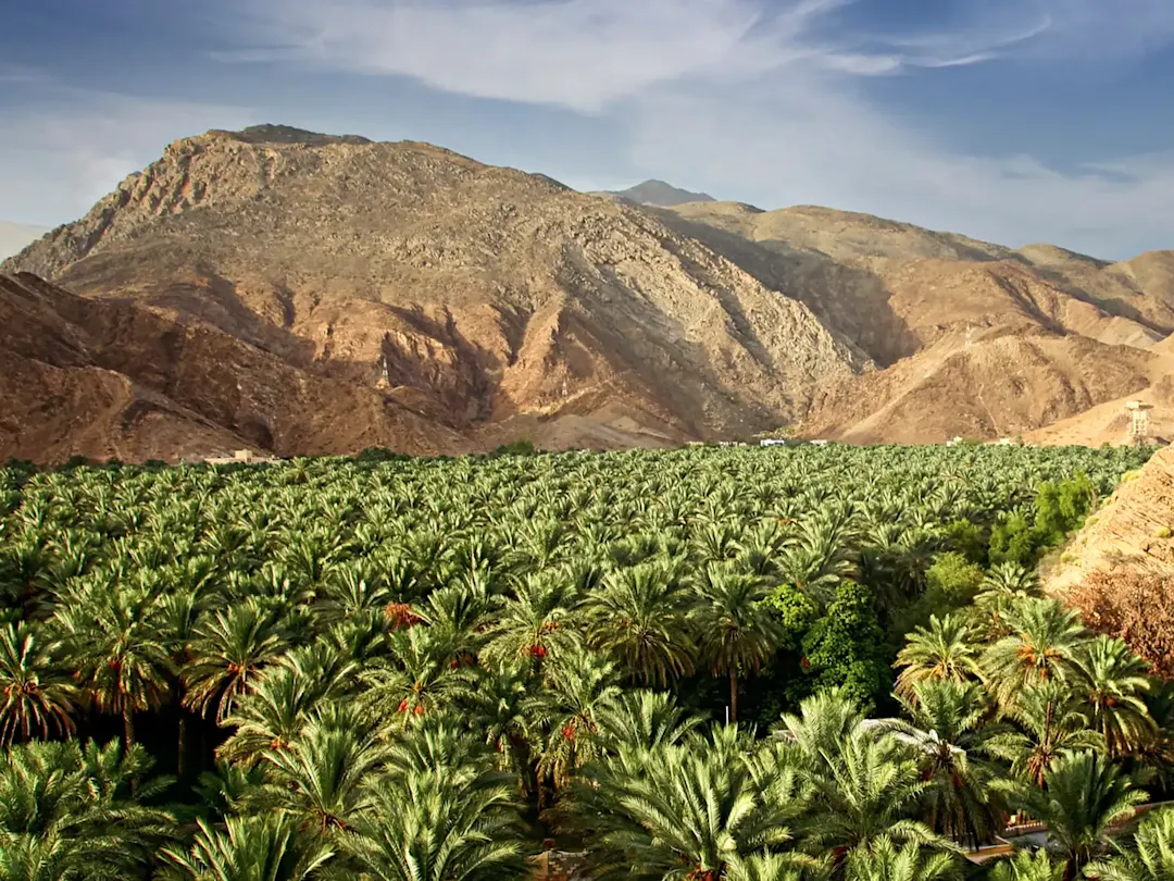 Oman, Ad Dakhiliyah, Al-Hamra Palmenhain inmitten der Berge, ein grünes Paradies. Al-Hamra, Ad Dakhiliyah, Oman.