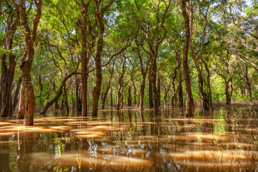 Mangrovenbäume im Tonle Sap See, Kambodscha
