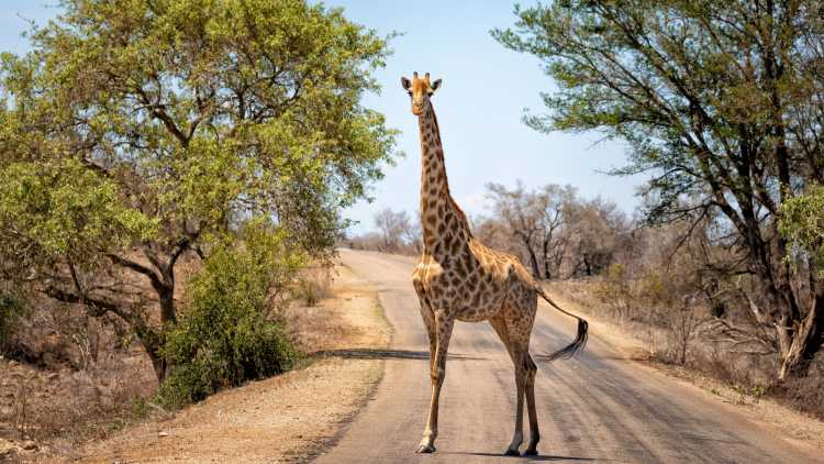 Girafe en train de traverser une route au milieu du parc national Kruger que vous pourrez admirer pendant votre  safari en Afrique du Sud.