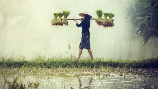 Agricultrice récoltant du riz à Sapa lors de la saison des pluies