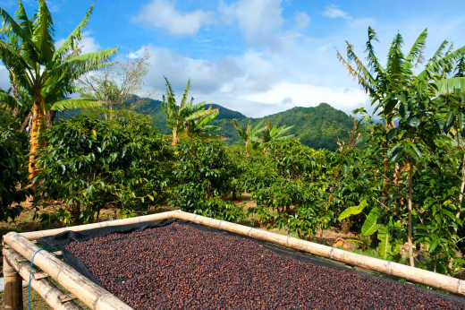 In der Sonne trocknende Kaffeebohnen auf einer Kaffeeplantage in Südamerika.