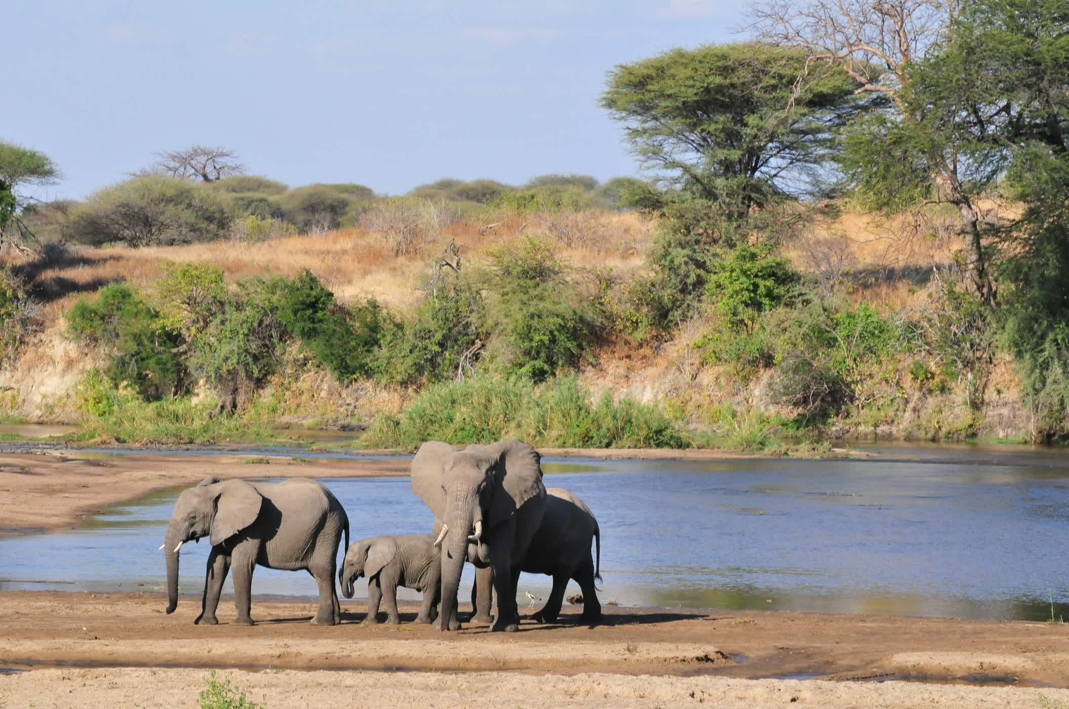 Famille d'éléphants à la rivière Ruaha en Tanzanie