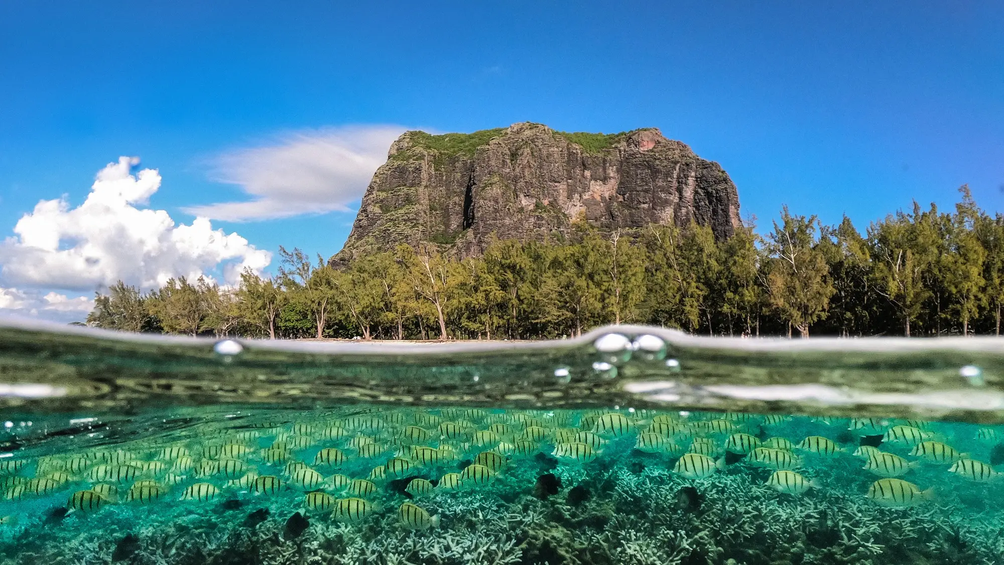 Mauritius, Le Morne, Unterwasserwelt Mauritius, Le Morne, Unterwasserwelt