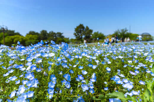Champs de fleurs bleues au parc d'Uminonakamichi, Fukuoka, Kyushu, Japon