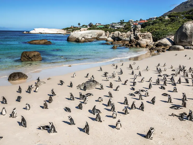 Kapstadt, Westkap, Südafrika Afrikanische Pinguine am Sandstrand mit Felsen und türkisblauem Meer. Kapstadt, Westkap, Südafrika.