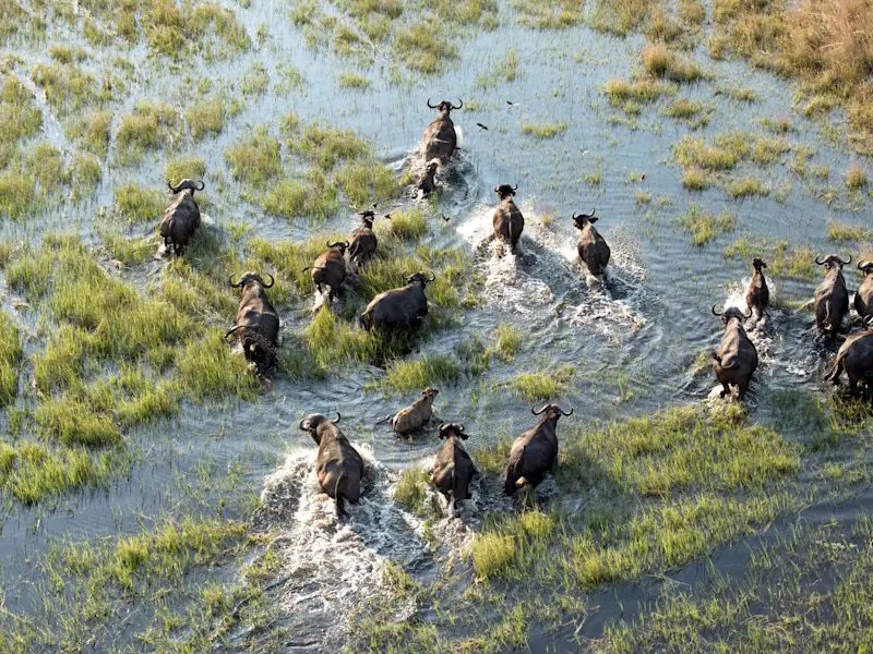 Botswana, Okavango-Delta, Büffelherde Büffelherde durchquert einen überschwemmten Grasbereich aus der Luftperspektive. Okavango-Delta, Botswana.