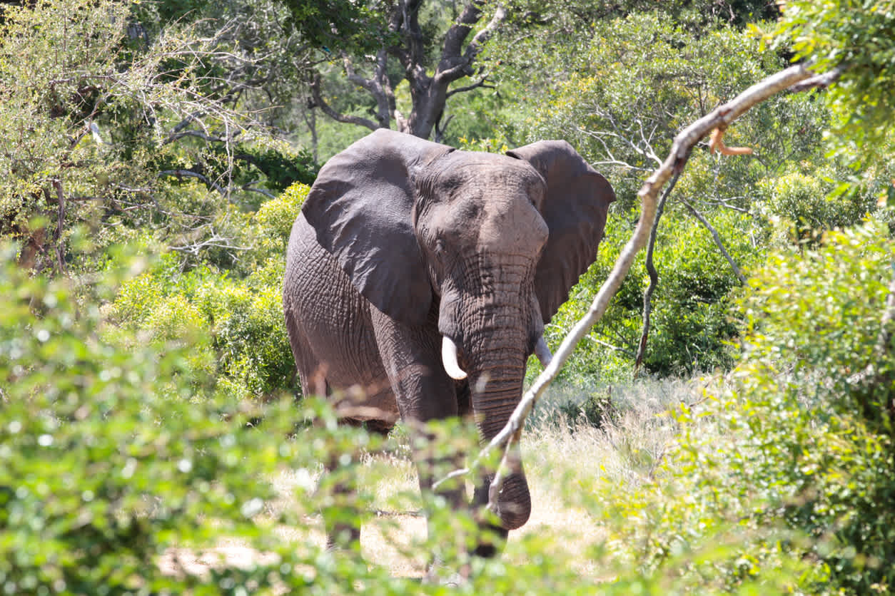 La Thornybush Nature and Game Reserve est située dans la province du Limpopo, à proximité du parc national Kruger. On y trouve une belle population d'éléphants.