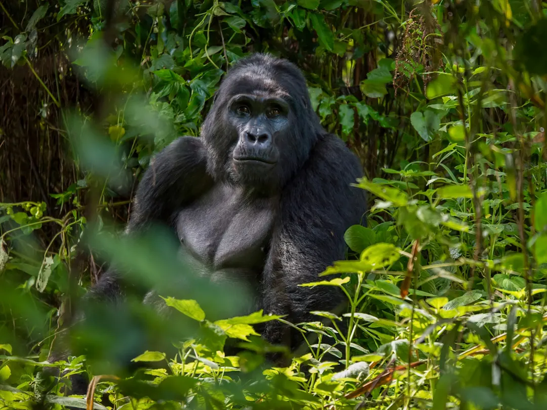 Bwindi, Western, Uganda Ein Silberrücken-Gorilla sitzt zwischen grünen Blättern im dichten Regenwald. Bwindi, Western, Uganda.