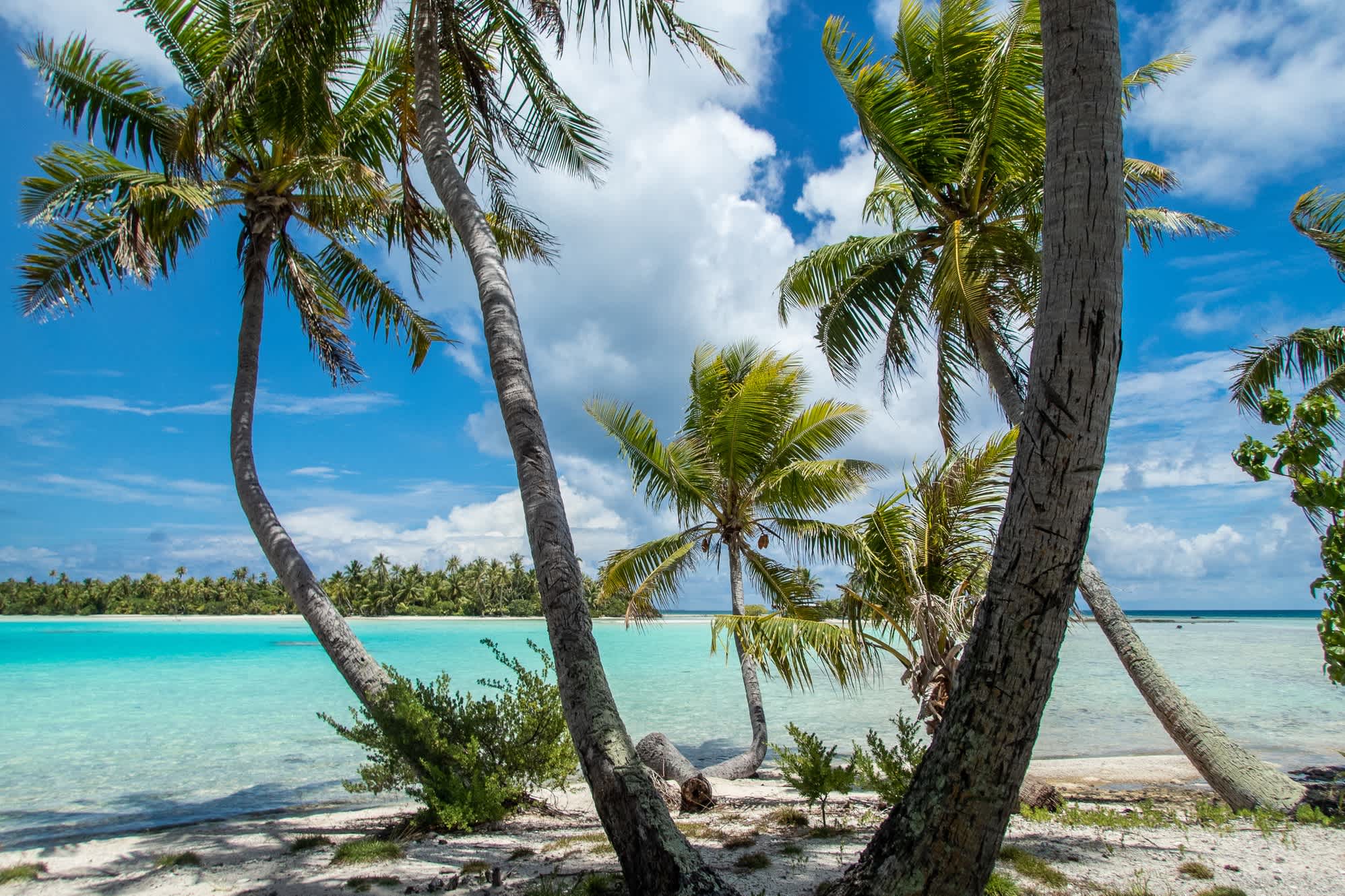 Kokospalmen säumen den abgelegenen Strand der Blauen Lagune und die Hai-Baumschule im Rangiroa-Atoll, Französisch-Polynesien, im Südpazifik, die nur mit dem Boot erreichbar sind.