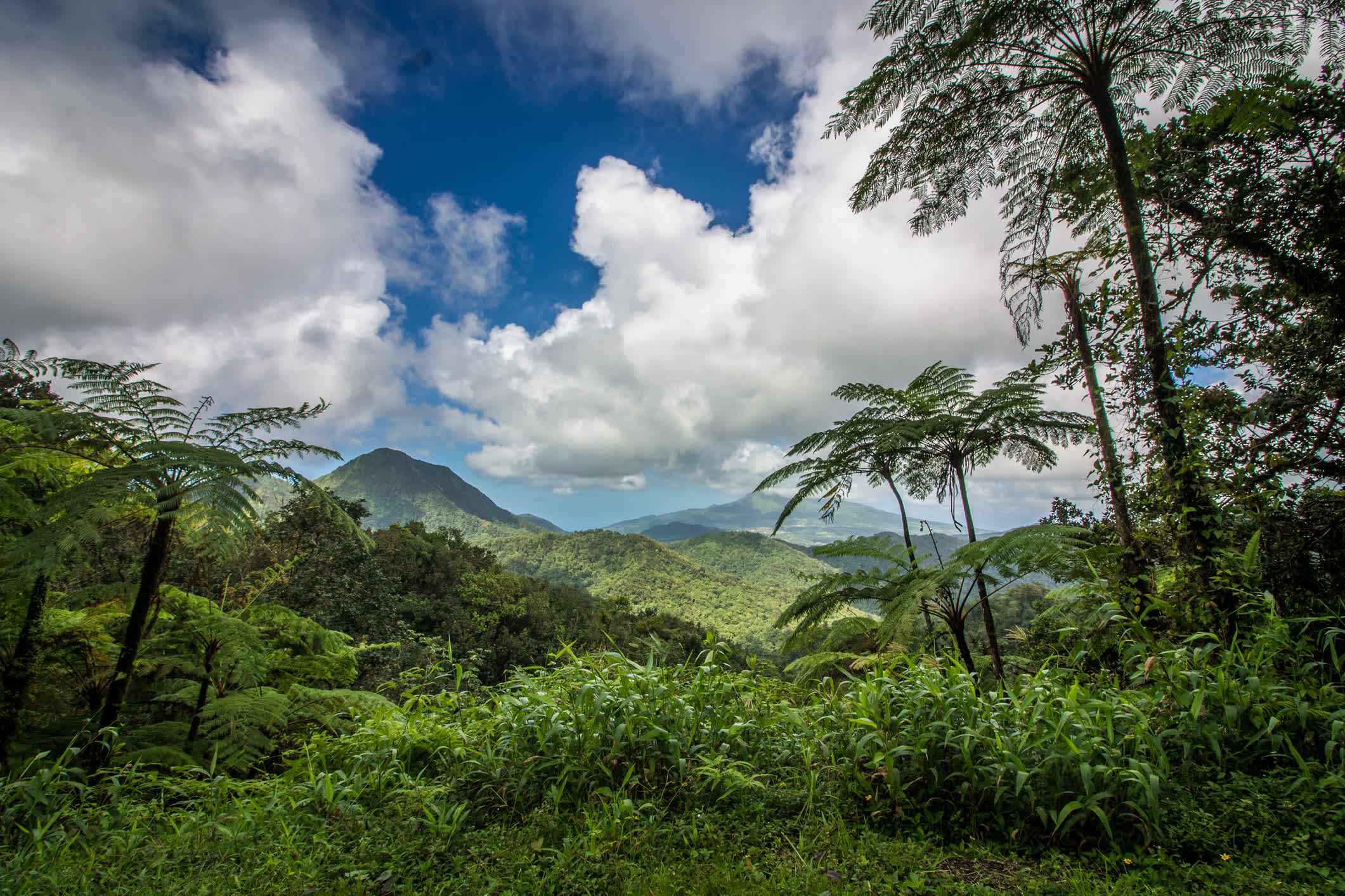 Genießen Sie Panoramablicke, Wasserfälle und tolle Wanderungen im Martiniques-Regenwald