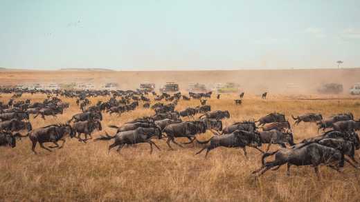 Afrique, Kenya, migration des gnous dans le parc national du Masai Mara