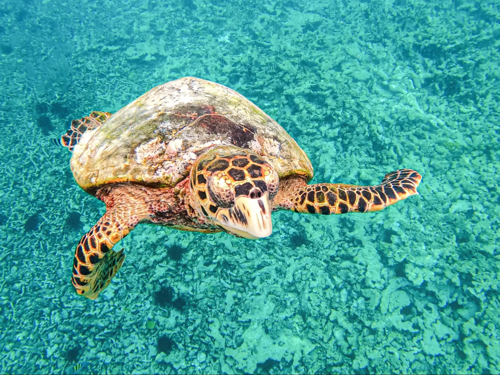 Unterwasseraufnahme einer Karettschildkröte über Korallenriff. La Digue, Seychellen.