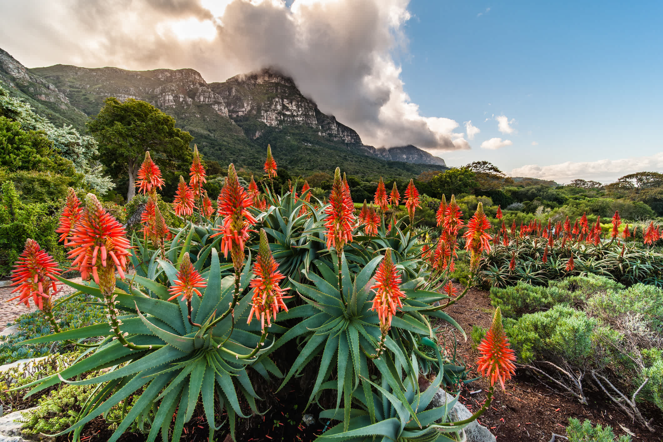 Blühende Aloes in den Kirstenbosch Gardens, Kapstadt, Südafrika.