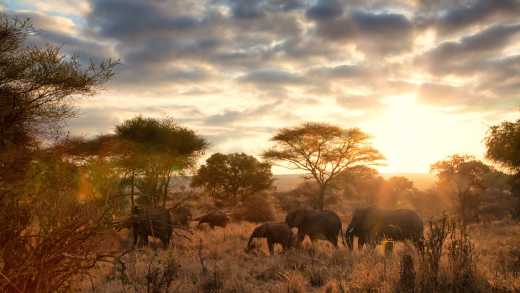 Africa, Tanzania, elephants roam in Tarangire National Park with the evening sun shining in the background.