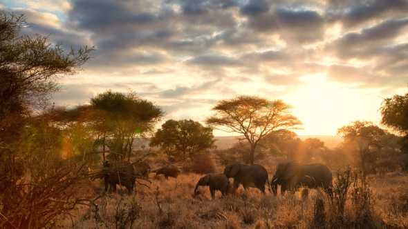Afrika, Tansania, Elefanten streifen im Tarangire-Nationalpark umher, während im Hintergrund die Abendsonne scheint.