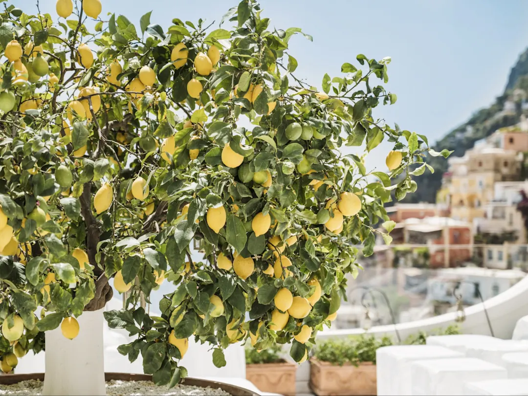 Zitronenbaum mit reifen Früchten vor der Kulisse von Sorrento, Kampanien, Italien.
