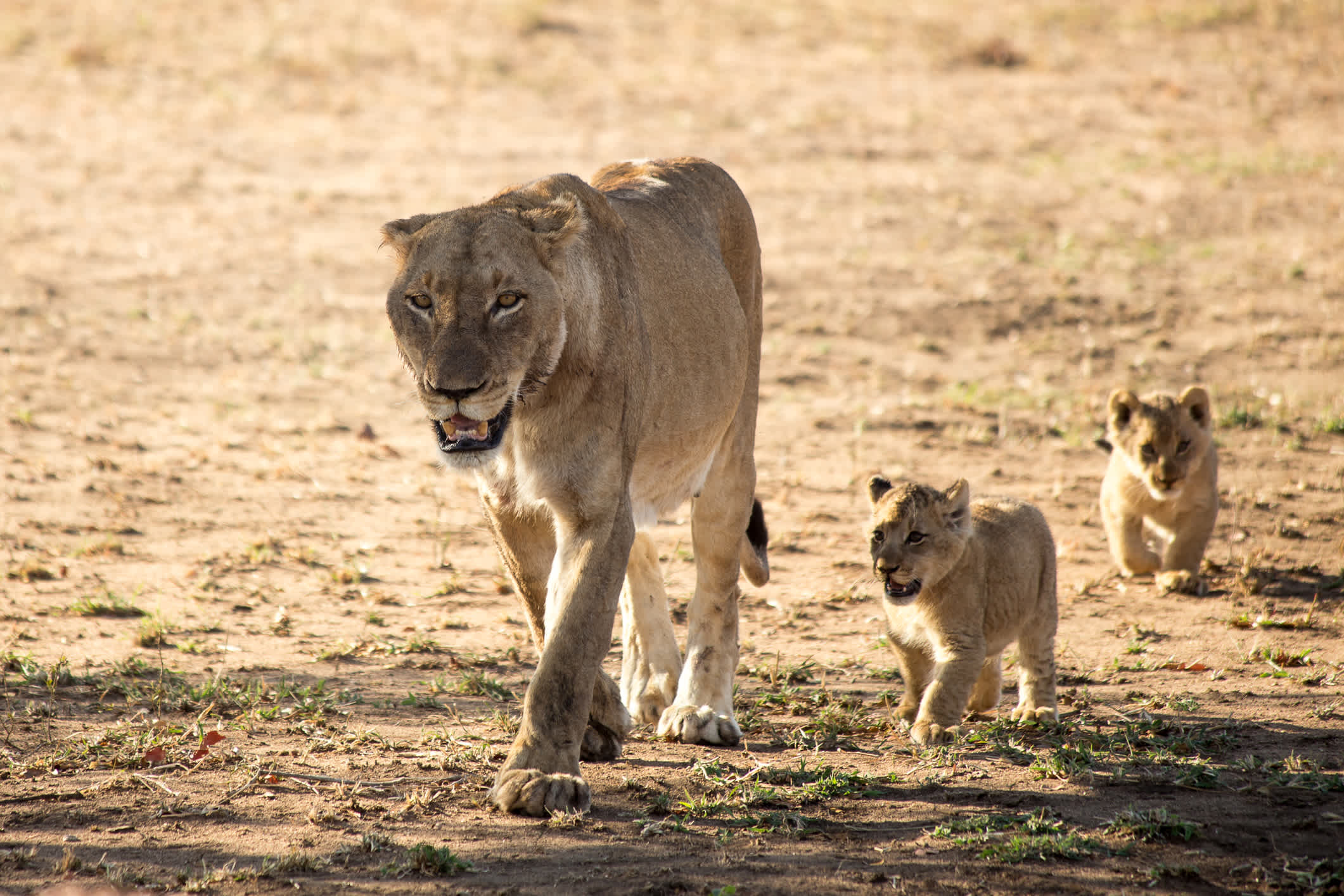 Lion Familie, Südafrika