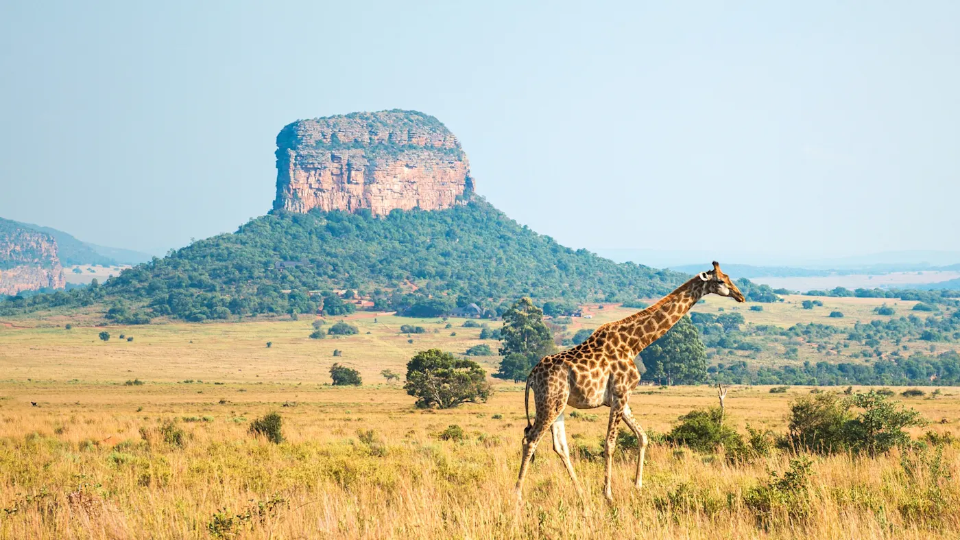 Kruger-Nationalpark, Südafrika Eine Giraffe läuft durch die Savanne mit einem Tafelberg im Hintergrund. Kruger-Nationalpark, Südafrika.