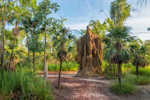 Kathedralen-Termitenhügel im Litchfield National Park, Australien