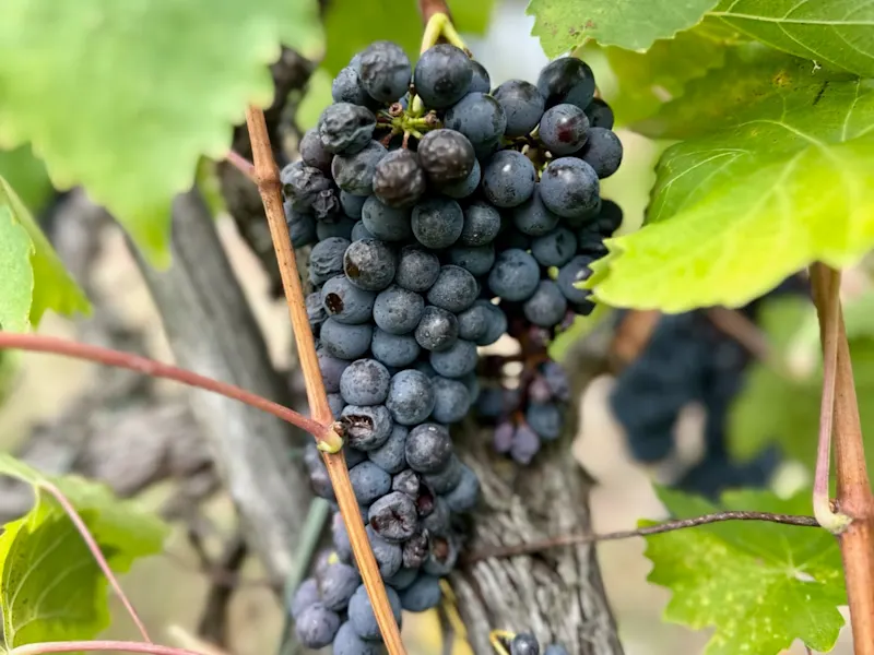 Chianti, Italien Reife rote Weintrauben an einem Weinstock, umgeben von grünen Blättern, Chianti, Italien