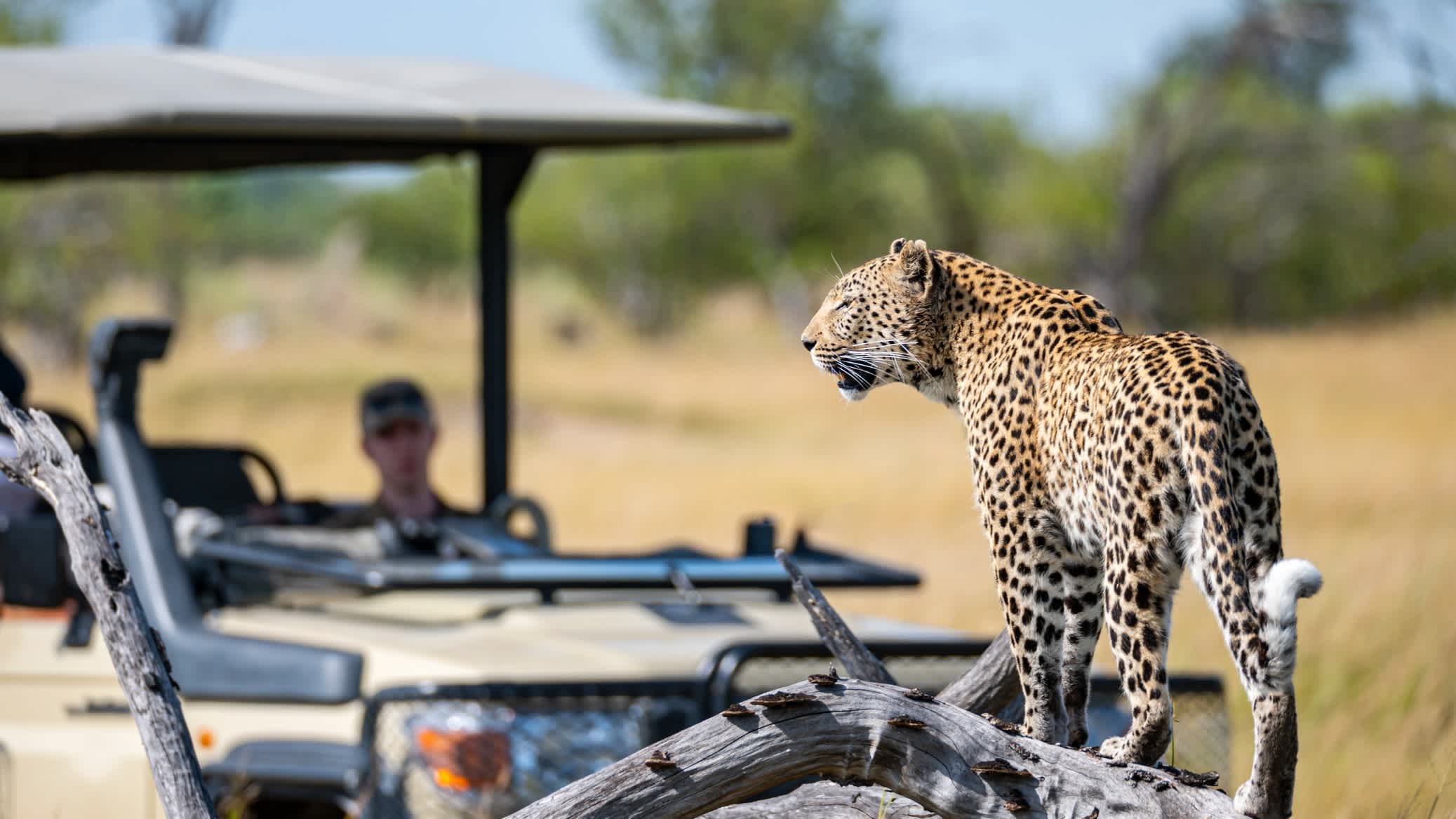Leopard vom Jeep-Safari aus gesehen