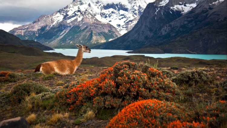 Guanako am Torres del Paine in Chile.